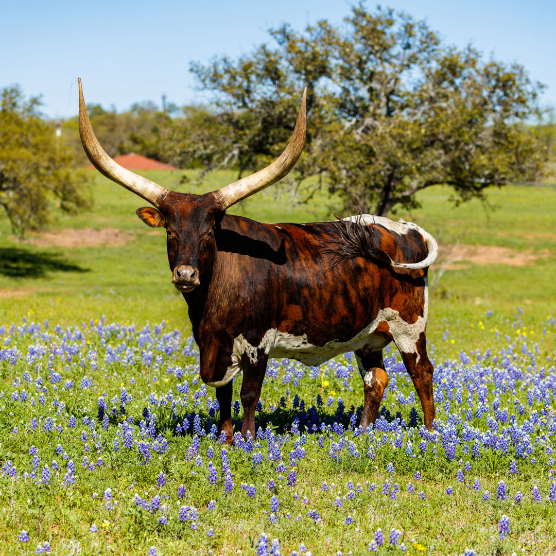 A longhorn cow stands in a field of wildflowers in Texas HIll Country.