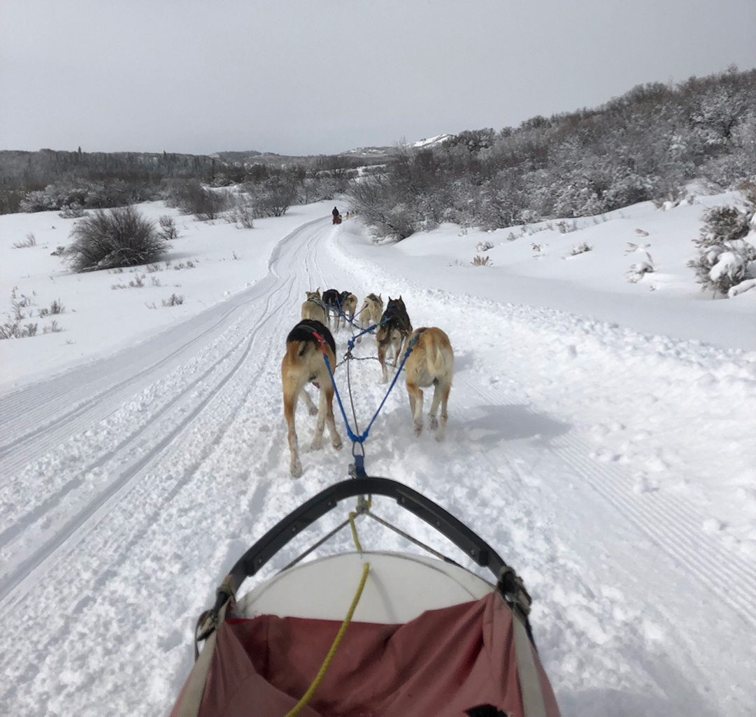 Photo of dogs sledding through the snow