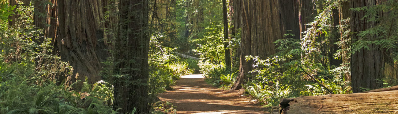 A path cuts through a fallen redwood at Jedidiah Smith Redwood State Park