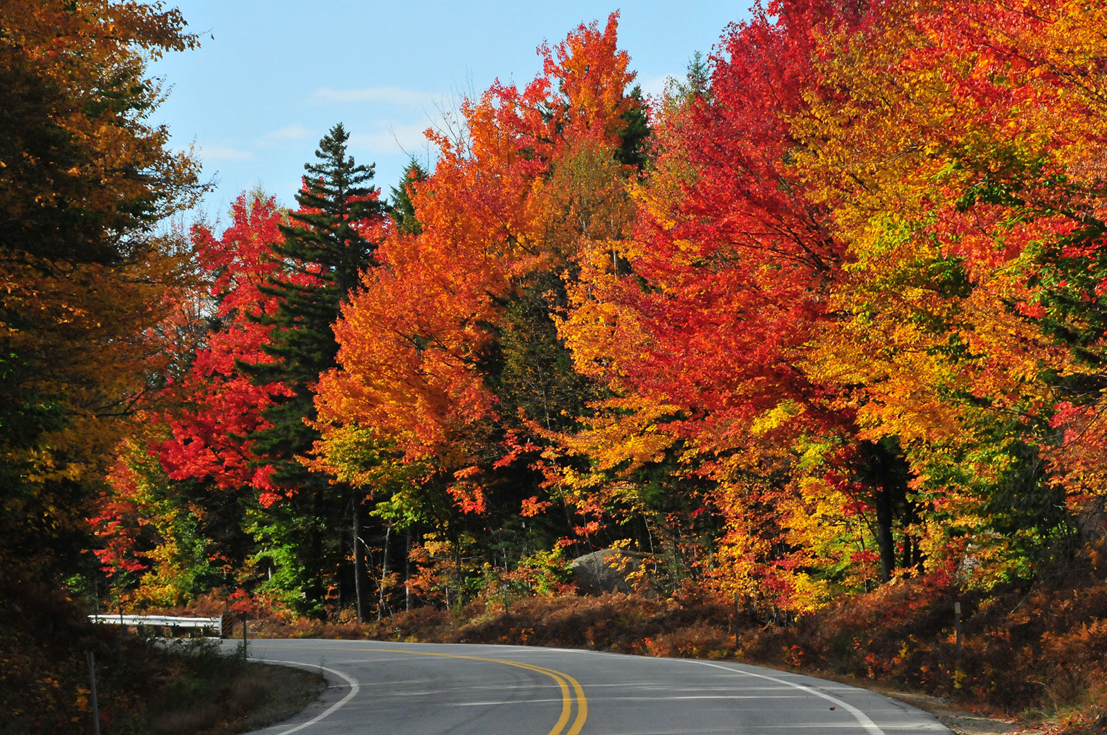 A road curves through brilliantly red and gold trees during Fall foliage season in New Hampshire