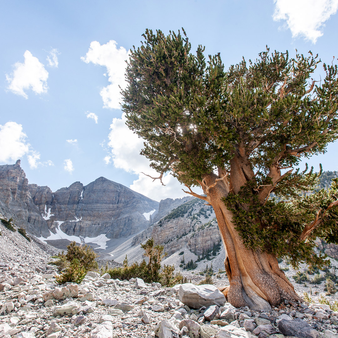 rugged rocky landscape with a single tree under blue sky